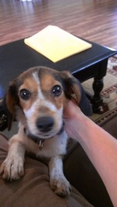 Hot dog, I got a line! Speaking of dog, since I had no image regarding my post, I thought I'd share a photo of my dog, Daisy! 